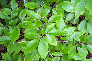 american beech