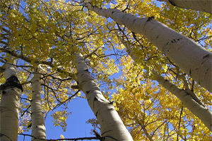 aspen