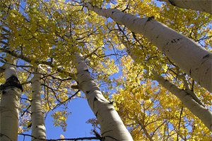 aspen