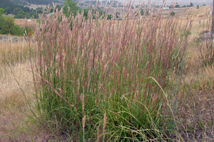 big blue stem