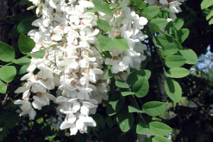 black locust