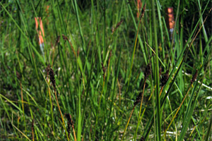 bog sedge