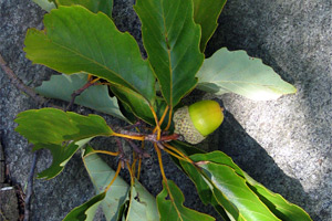 chestnut oak