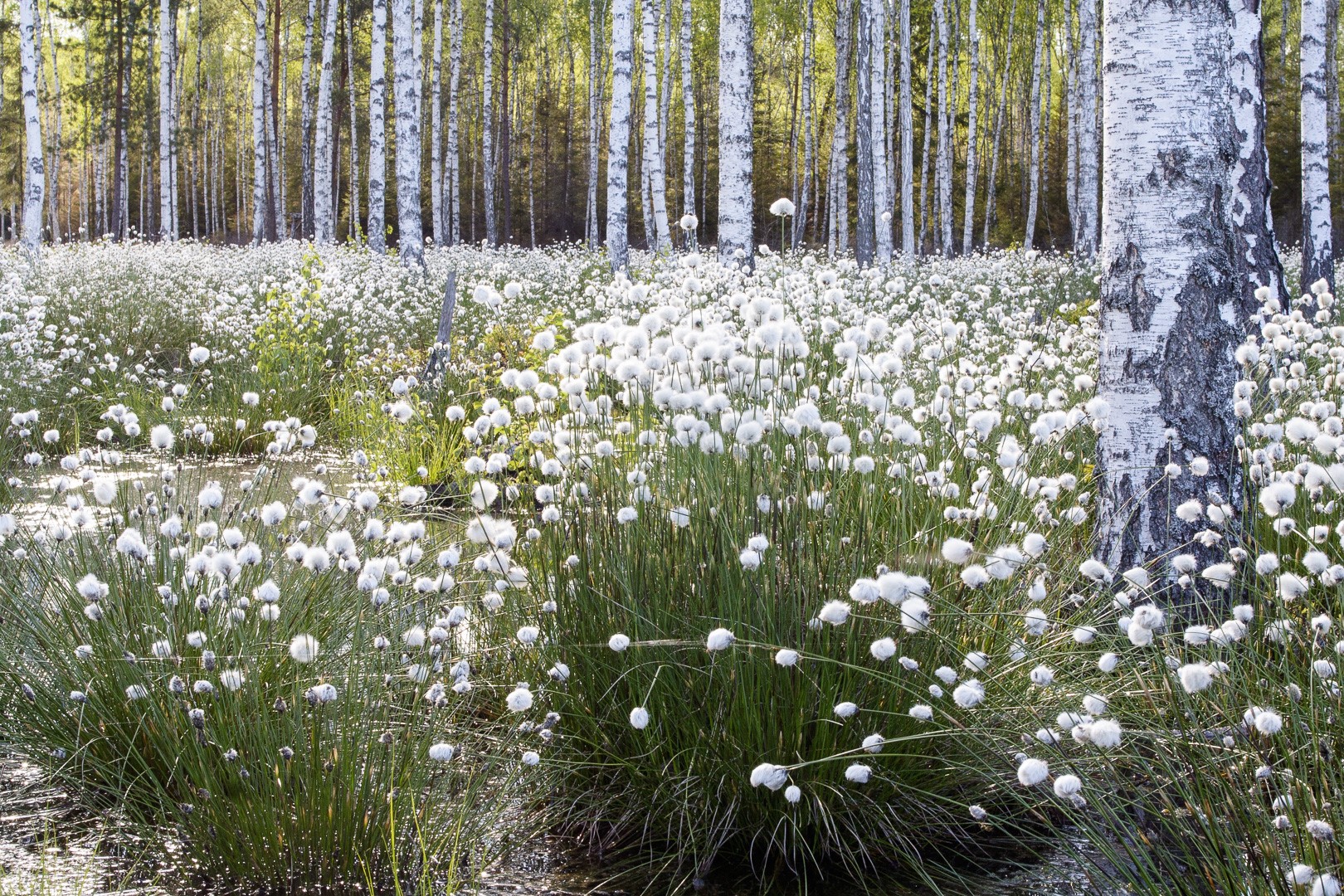 cotton grass