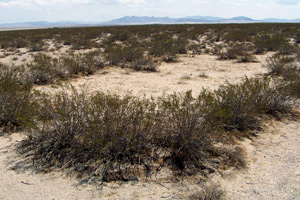 creosote bush