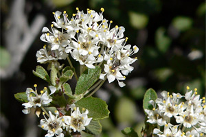 desert ceanothus