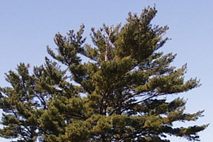 eastern white pine