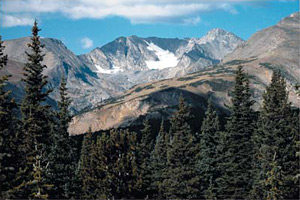 Niwot Ridge Forest