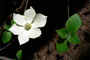 pacific dogwood