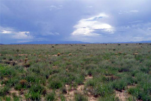 Sevilleta Grasslands