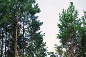 slash pine