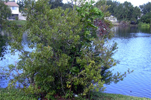 wax myrtle