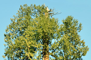 western red cedar